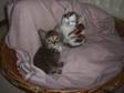 3 Kittens 8 Weeks Old,  Lovely Colours,  Ready Now!