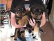 Rottweiler Puppies 8 weeks old. 8 week old puppies for....