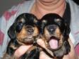 Pedigree KC Registered Miniature Wire Haired Dachshund Puppies in Blackpool