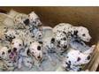6 Cute Dalmatian Puppies For Sale. 2 Bitches and 3 Dogs....
