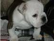 british bulldog puppy for sale. 8 week old british....