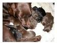 CHOCOLATE and BLACK LABRADOR PUPPIES FOR SALE. OUR....