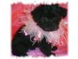 I HAVE 2 yorki poo puppies left due to time wasters!!....