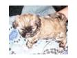 lhasa apso female puppy for sale blackpool. female lhasa....