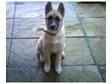 AKITA MALE X with malamute, unsure due to mating, 4month looks 100%akita