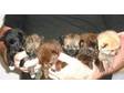 Pomeranian Puppies. Stunning litter of pedigree....