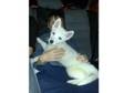 husky. im a white husky 4 mth old micro chipped....