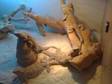 4 breeding bearded dragons & set-up. all 4 live in....