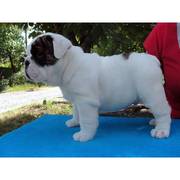English Bulldog puppies For sale