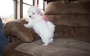 Healthy and K.C registered Maltese puppies